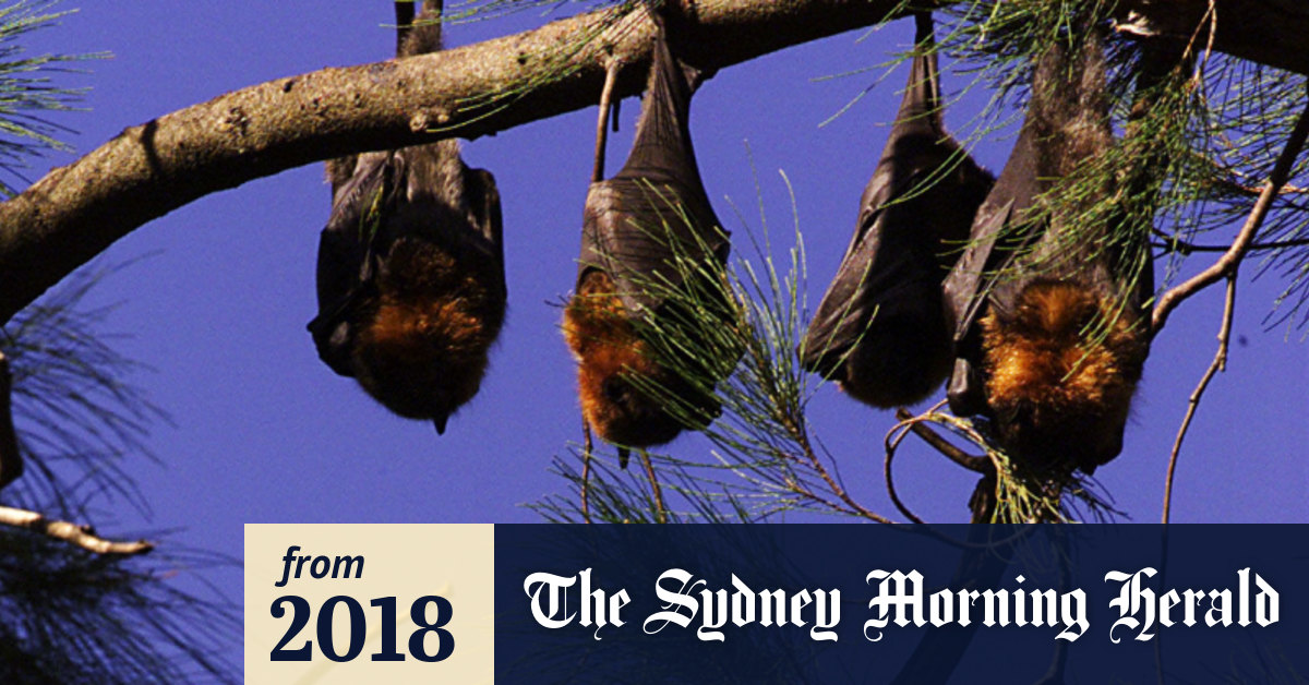 The untold story of how Melbourne's great bat war was won